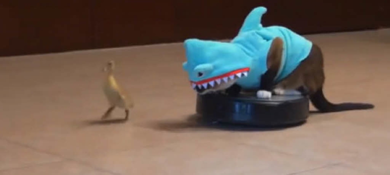 Baby Shark Videi Hund Und Katze