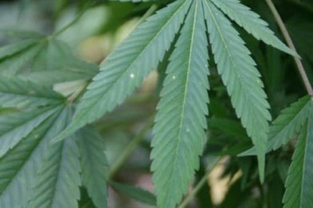 20-jähriger Cannabisgärtner im Dreisamtal erwischt