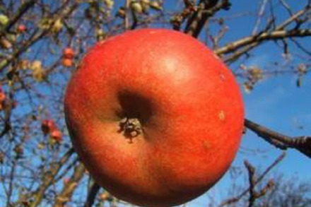 Merkwürdige Eigentumsdelikte: Dieb klaut Apfelbäume in Ehrenkirchen