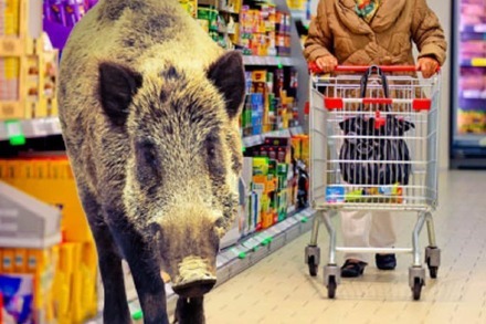 Wildschwein randaliert in Freiburger Supermarkt - und wird erschossen