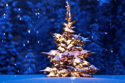Weihnachten gerettet: Der geklaute Baum ist wieder da!