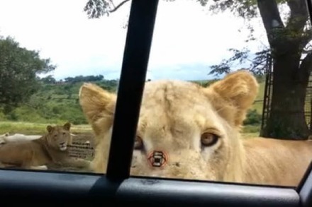 Albtraumvideo: Hier öffnet ein Löwe eine Autotür