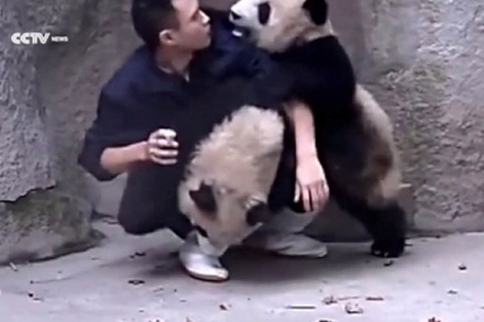 Video: Pandas wollen Pfleger wegkuscheln