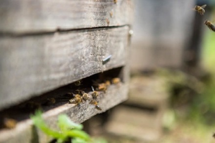 Merkwürdiges Eigentumsdelikt: Bienenstock in Auggen geklaut