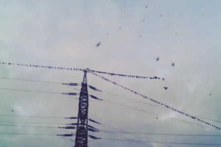 Video: Hunderte Vögel liefern jeden Abend eine Flugshow über der Unterwiehre ab