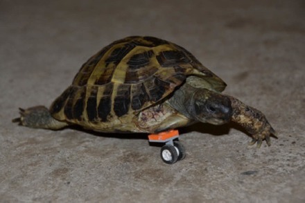Tierarzt macht beinamputierte Schildkröte mit Lego-Prothese wieder mobil