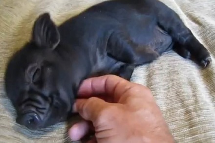 Video: Dieses Schwein liebt es, seinen Bauch gekrault zu bekommen
