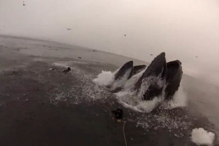 Video: Auf Tuchfühlung mit Buckelwalen