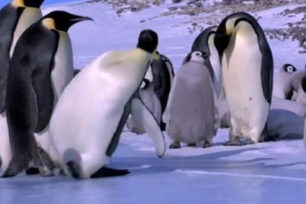 Video: Die tollpatschigsten Pinguine der Welt