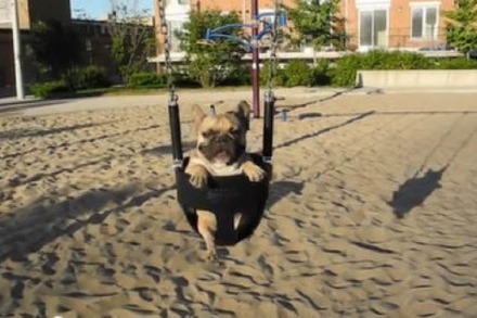 Video: Eine Bulldogge hängt 'rum