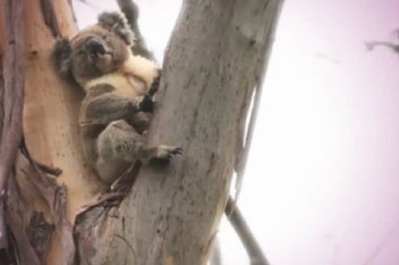 Der Koala-Kuschel-Song