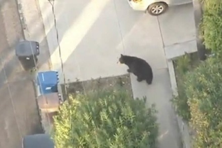 Video: Begegnung mit einem Bären