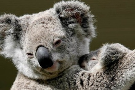 Videos: Oh, Koala!