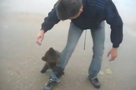 Video: Superniedliche Bären-Attacke