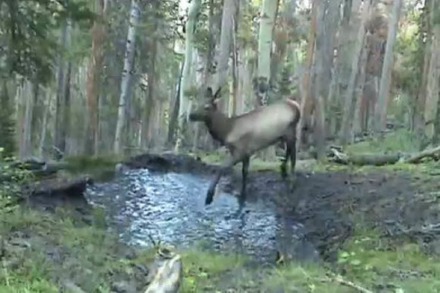 Video: Bambi erfreut sich an einer Pfütze