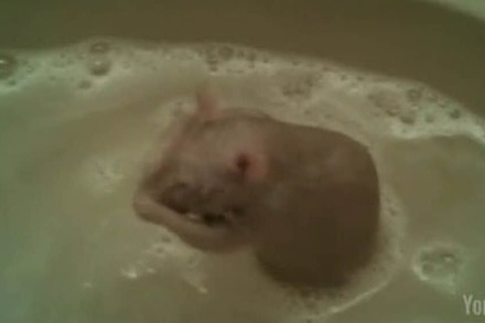 Video: Ratte Tinkerbell nimmt ein Waschbeckenbad