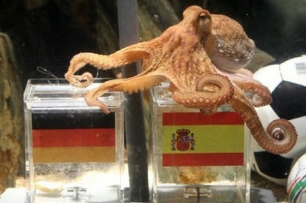 Deutschland-Spanien: Video vom Tintenfisch-Orakel