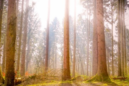 Was steckt wirklich hinter dem gescheiterten Waldfuchs-Open-Air?