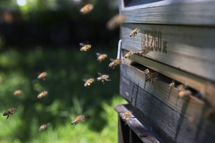 Fleißige Bienchen beginnen ihr Wintersemester