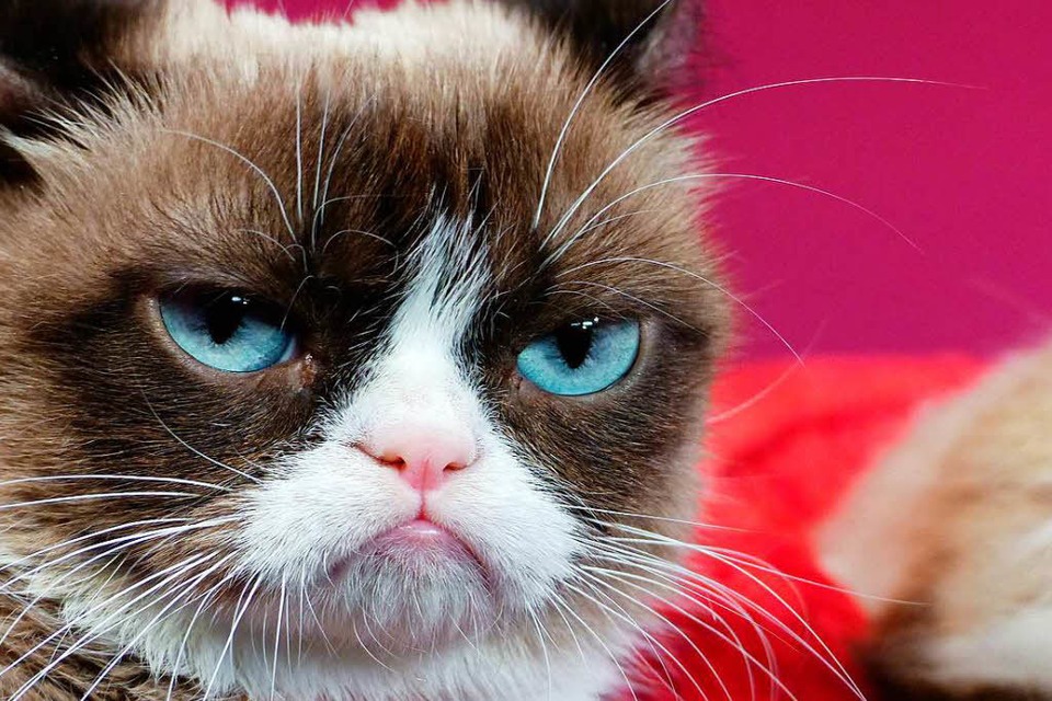 Eines der erfolgreichsten Internettiere: Grumpy Cat (Foto: dpa)