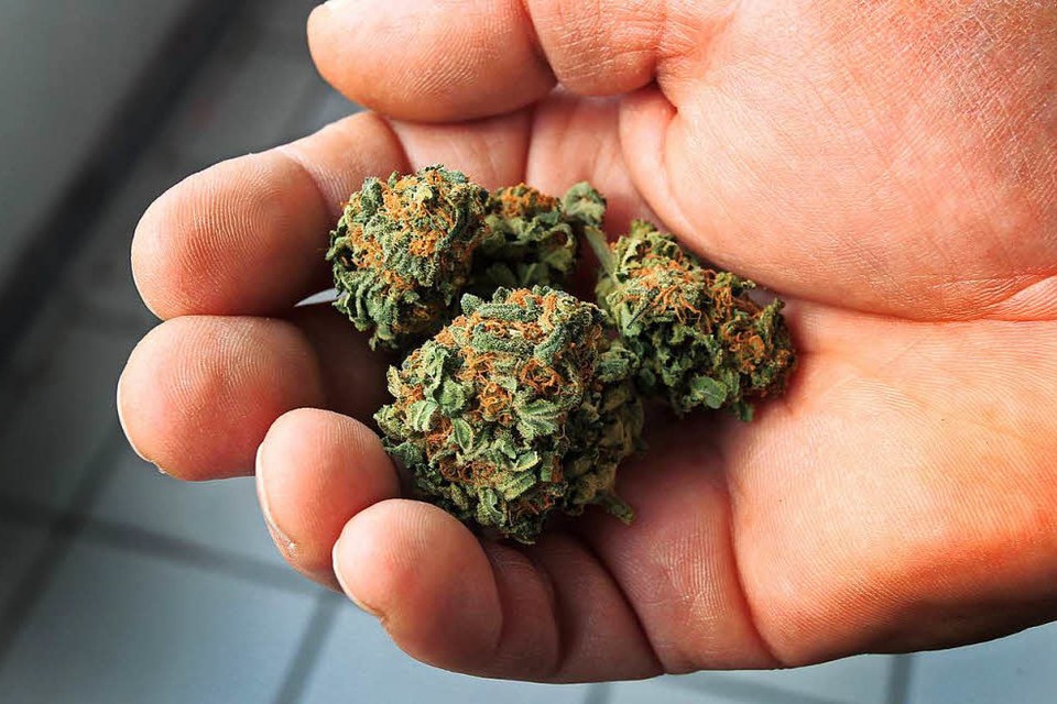 Cannabisblüten, Basis für Marihuana (Foto: dpa)