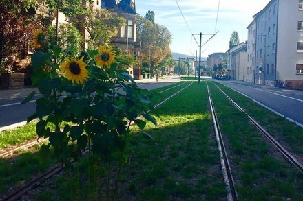 Gegen den Strom: Diese Sonnenblumen wachsen zwischen den Straßenbahnschienen