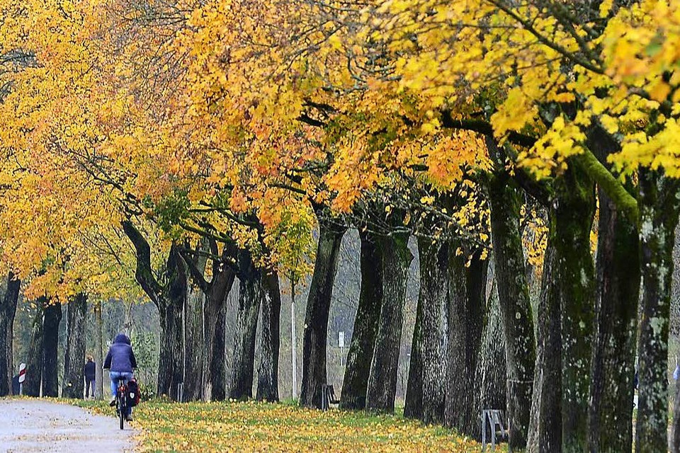 Bietet sich im Herbst an: eine Radtour an der Dreisam entlang (Foto: Ingo Schneider)