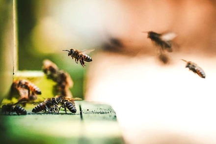 Was tut die Stadt Freiburg gegen das Bienensterben &#8211; und wie kann man sich engagieren?