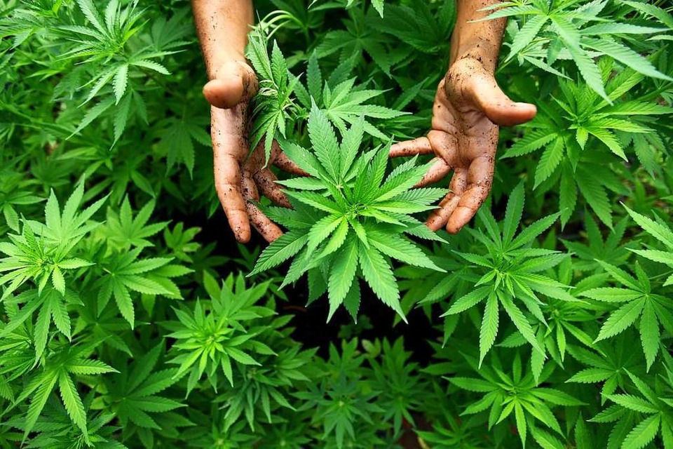 Frische Cannabispflanzen. Getrocknet werden die Blüten der Pflanzen als Marihuana geraucht (Symbolbild). (Foto: ABIR SULTAN)