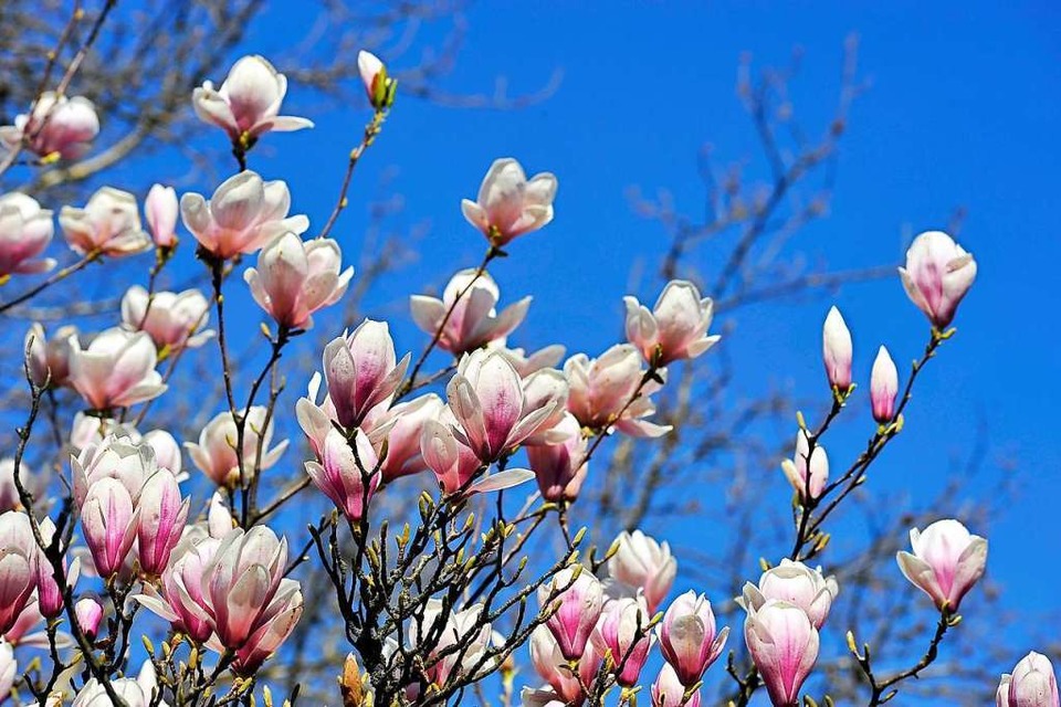 Frühlingszeichen: Blühende Magnolien sind derzeit an vielen Orten  zu sehen. (Foto: Thomas Kunz)