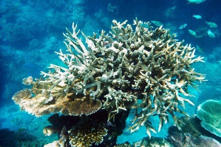 Kurzfilm der Woche: Wie Korallenriffe durch Elektrolyse gerettet werden können