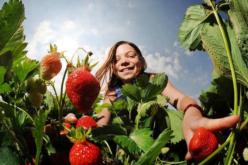 Die Erdbeeren schmecken noch besser, wenn sie selbstgepflückt sind (Foto: Tobias Hase)