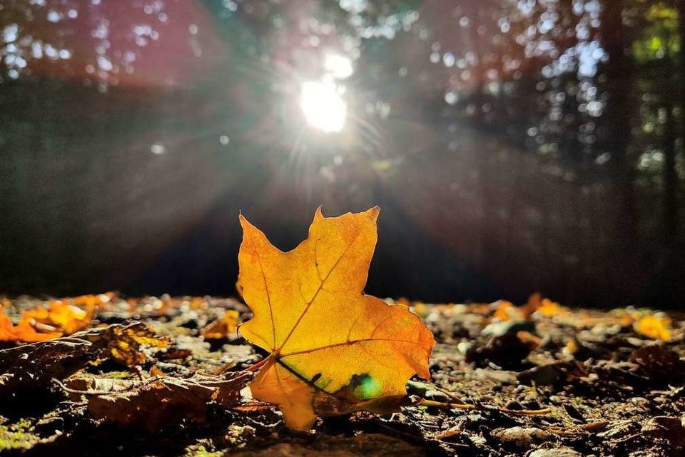 Unübersehbar: Der Herbst ist da. Vielleicht wird es ja noch golden? (Foto: Patrick Seeger (dpa))