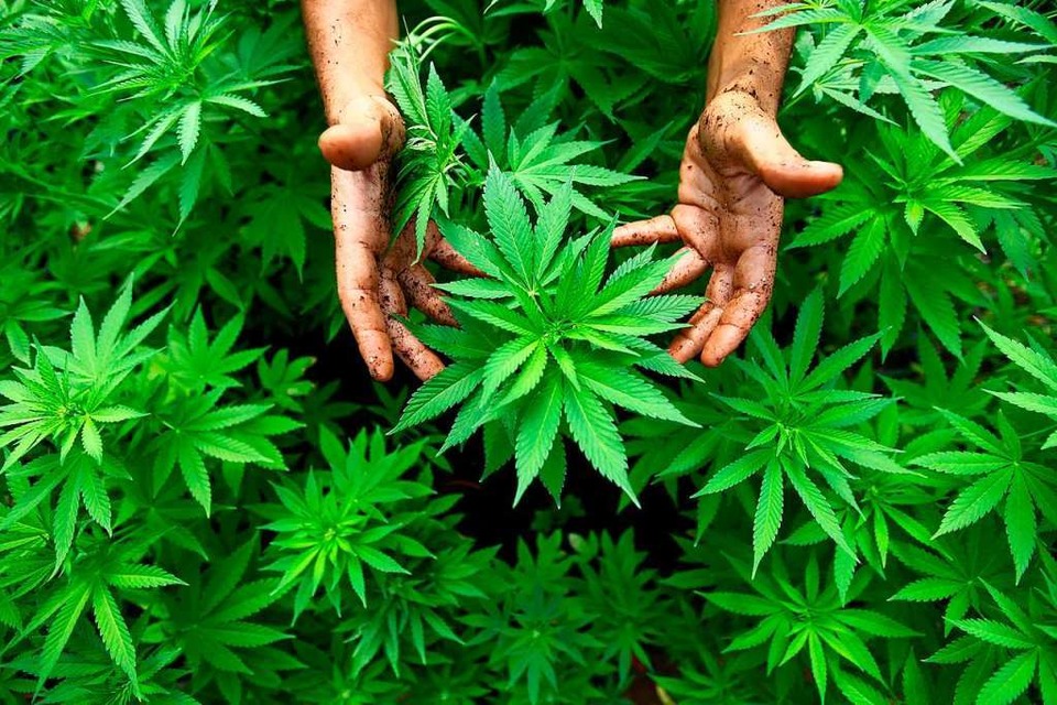 Marihuana, wie im Bus der Linie 35 gefunden wurde,  wird aus Cannabis-Pflanzen hergestellt. (Foto: ABIR SULTAN)