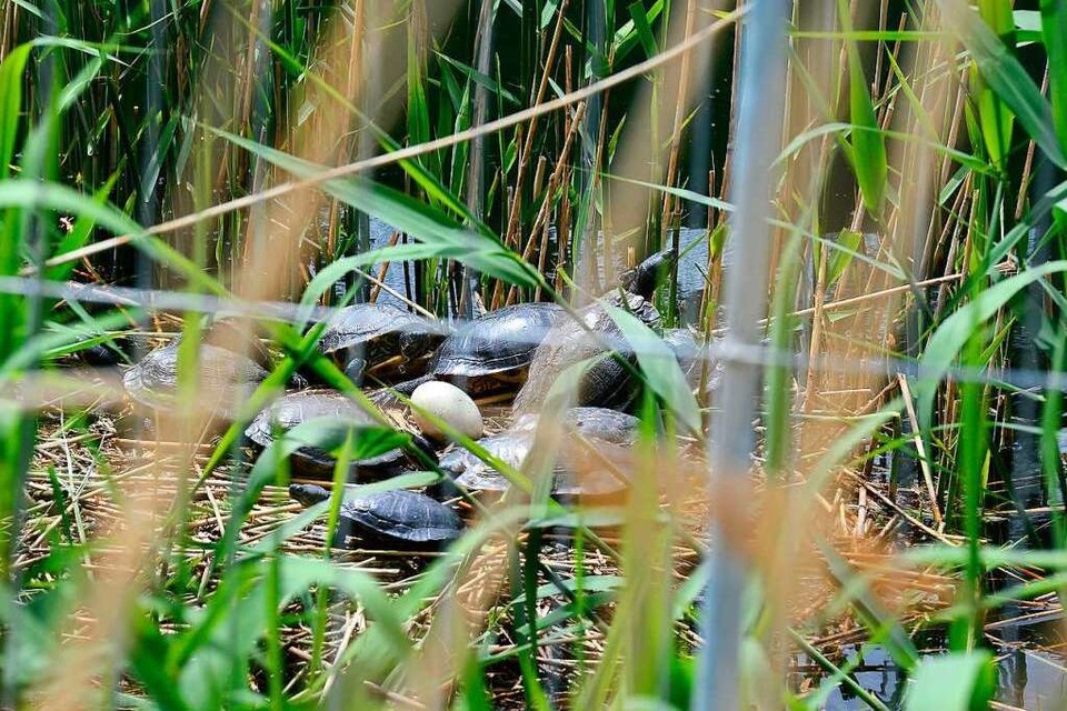 Schildkröten sonnen sich neben dem letzten Schwanenei am östlichen Flückigersee. (Foto: Ingo Schneider)