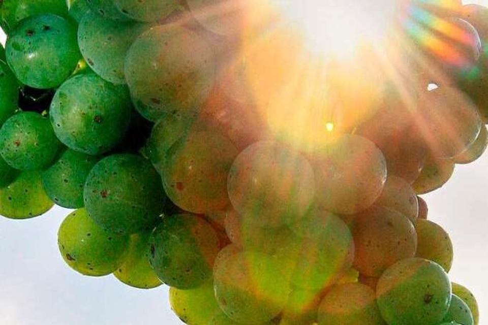 Weintrauben lieben die Sonne &amp;#8211; doch die Dachmarke Badische Wein streicht sie aus ihrem Claim. (Foto: A3386 Uli Deck)