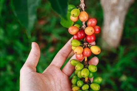 Warum der Verzicht auf Kaffee gut für das Klima ist