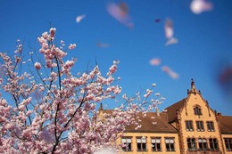 Fotos: Der Frühling lässt Freiburg von seiner schönsten Seite erblühen