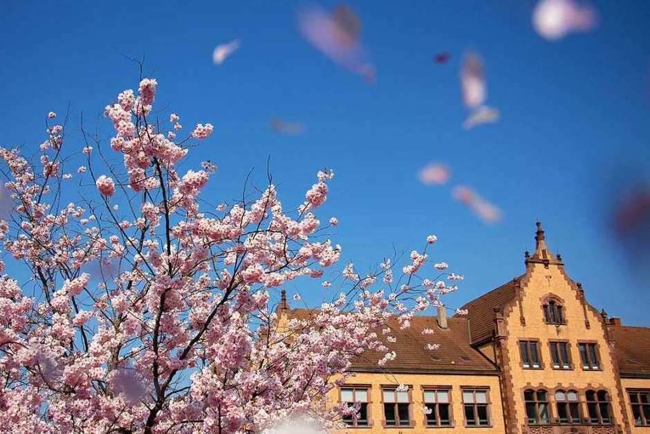 Sonne, Kirschblüten, Blumenmeer &amp;#8211; in Freiburg ist Frühling. (Foto: Alexander Koch)